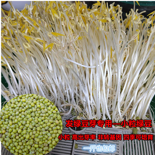 小粒绿豆发豆芽专用绿豆新绿豆农家自种绿非转基因绿豆芽一斤 包邮