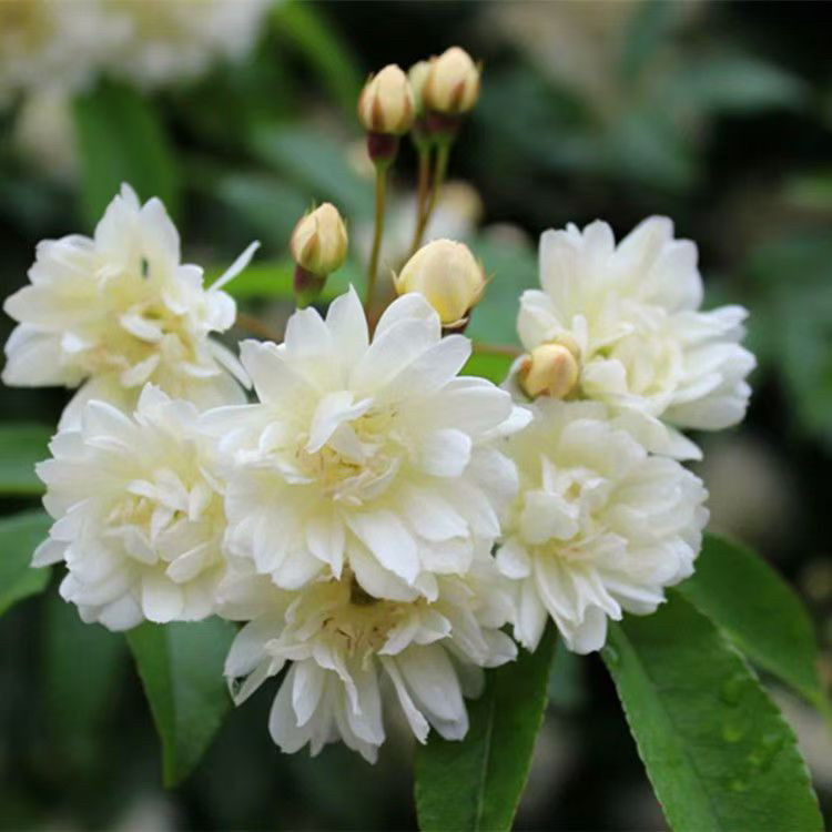 白色木香花大苗盆栽浓香花卉阳台月季/蔷薇/玫瑰