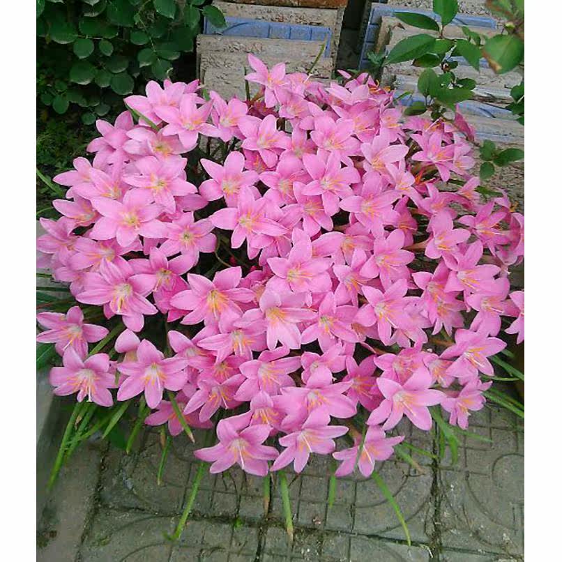 秋播花种子籽韭莲花韭兰花苗种球四季风雨兰葱兰花坛庭院矮生花卉