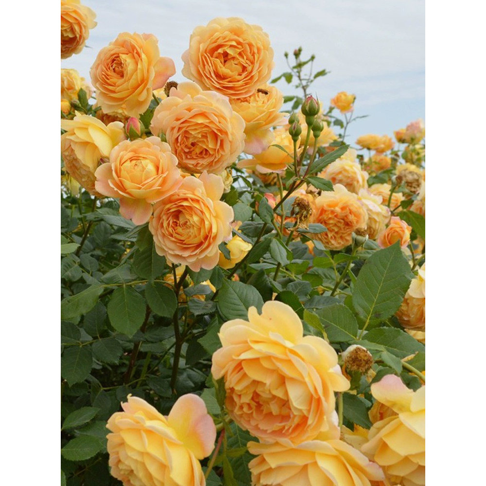 黄金庆典藤本月季花大苗浓香特大月季/蔷薇/玫瑰