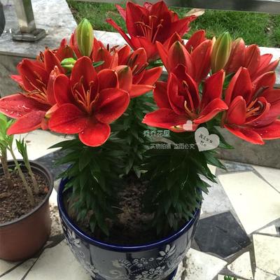 乔乔花屋 进口亚洲百合种球 矮化无香盆栽系列多个品种3粒装 现货