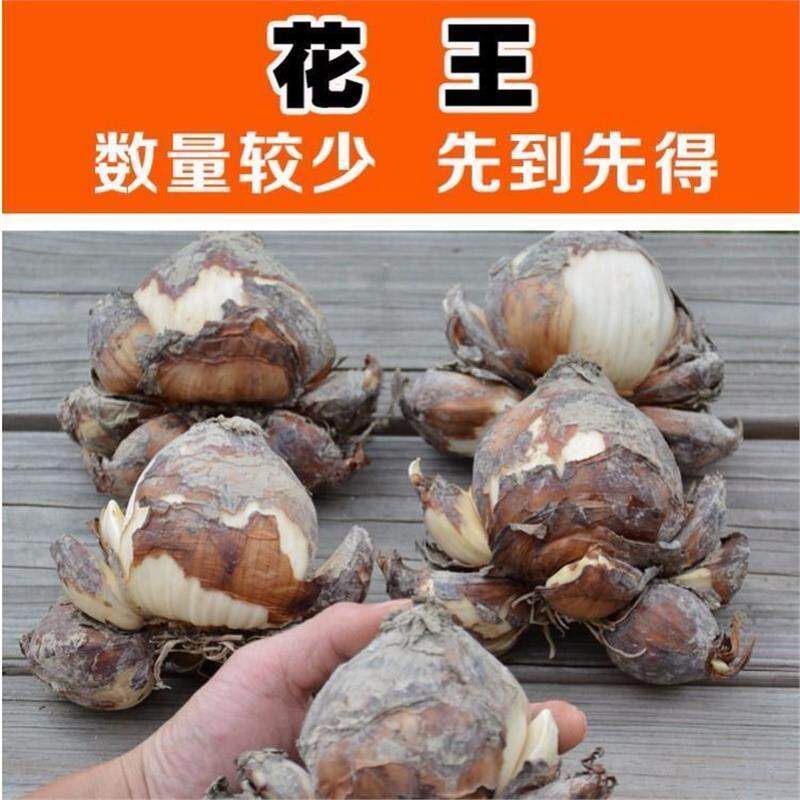 大花王单瓣/复瓣 漳州原产地水仙花种球大球盆栽水养水培球根花卉