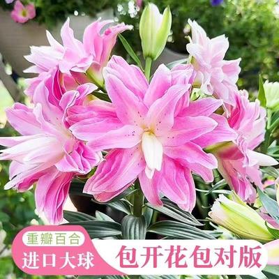 百合花种球盆栽带芽黄天霸香水百合四季开花卉重瓣特大球根郁金香