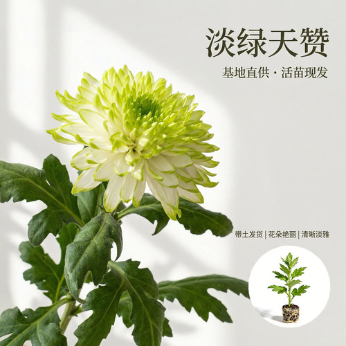 切花菊花苗淡绿天赞花苗室内盆栽
