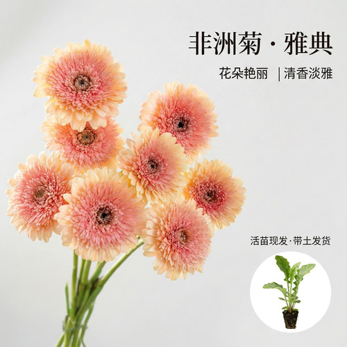 非洲菊雅典花苗5颗扶郎花小苗