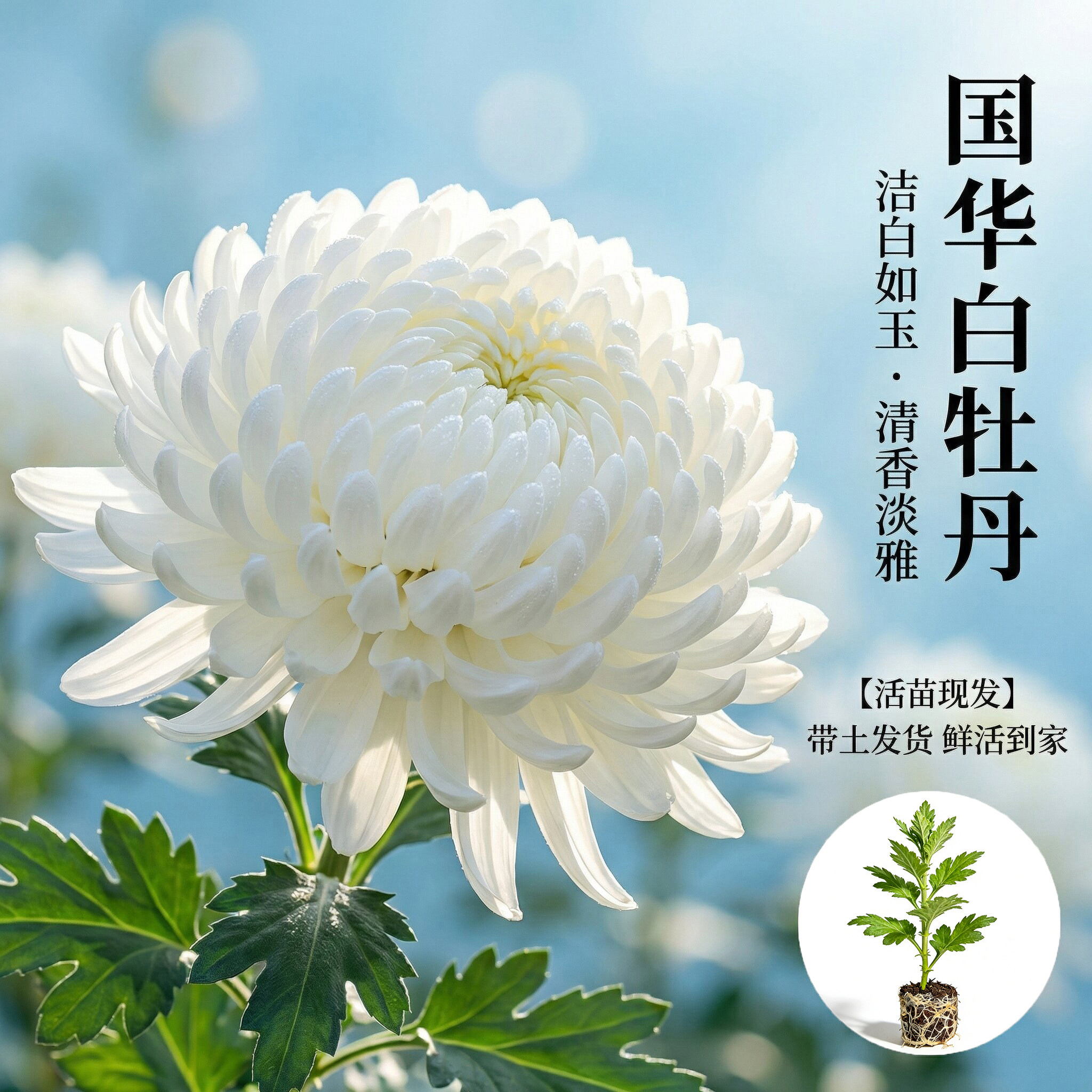 国华大菊花苗白牡丹花苗多年生宿根花卉阳台卧室盆景四季开花