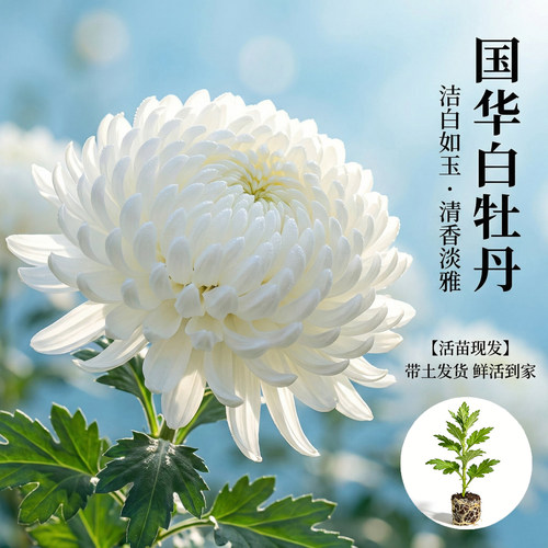 国华大菊花苗白牡丹多年生花苗