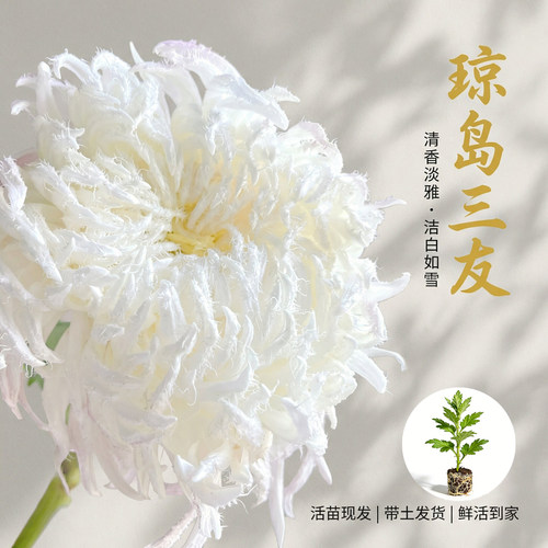 国华琼岛三友大菊花苗多年生花苗