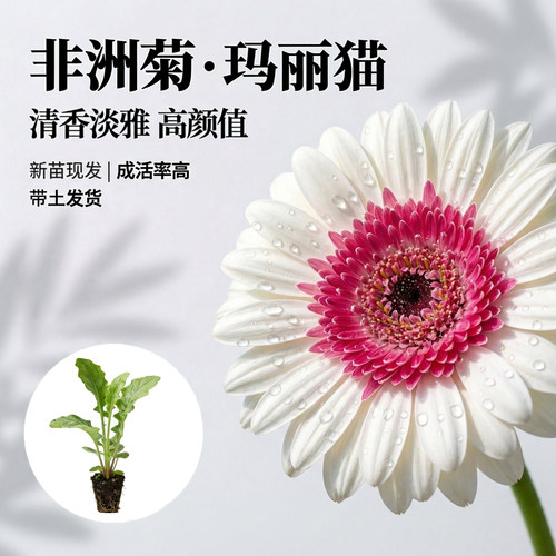【玛丽猫】非洲菊花苗扶郎花小苗