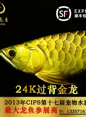 24K金头过背金龙鱼活体鱼红龙鱼蓝底过背龙鱼鱼苗高背宝石B级过背