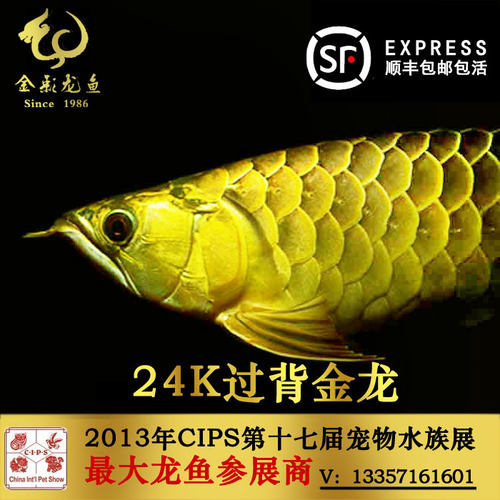 24K金头过背金龙鱼活体鱼红龙鱼蓝底过背龙鱼鱼苗高背宝石B级过背