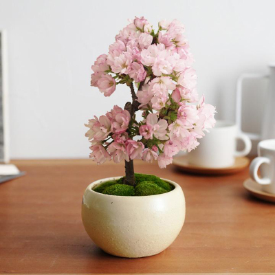 京红早樱 红花高盆樱 大红花春节开花 樱花小苗工程苗树种