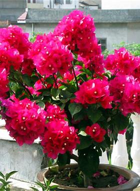 勤花三角梅五雀小金雀正黄色爬藤植物盆栽带花盆客厅庭院四季开花