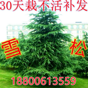 黑松树苗雪松苗白皮松苗马尾松树苗 油松小苗南北方种植盆栽