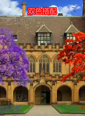 楹苗庭院街道风景花木珍稀名贵苗木蓝花楹树苗 蓝雾树木红花凤凰