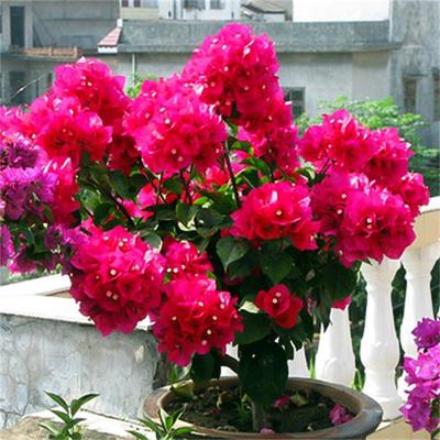 中国红潮州红同安红三角梅带花盆栽蓝月亮小桃红色大苗四季红水红