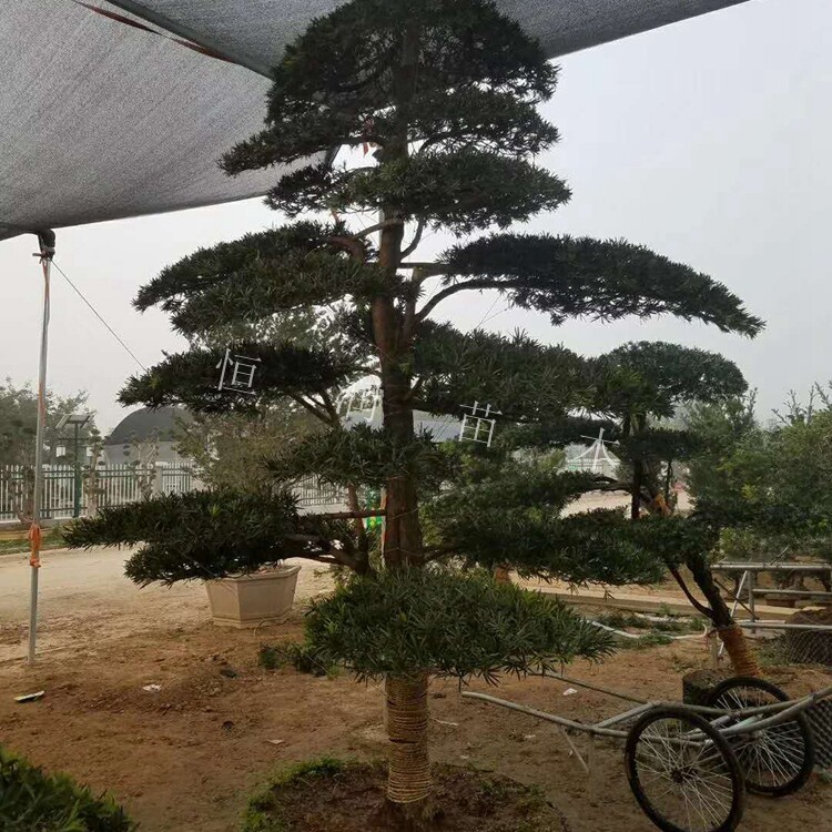 带土罗汉松大树苗庭院程工绿化绿色花卉2-公3分粗大罗汉松可造型