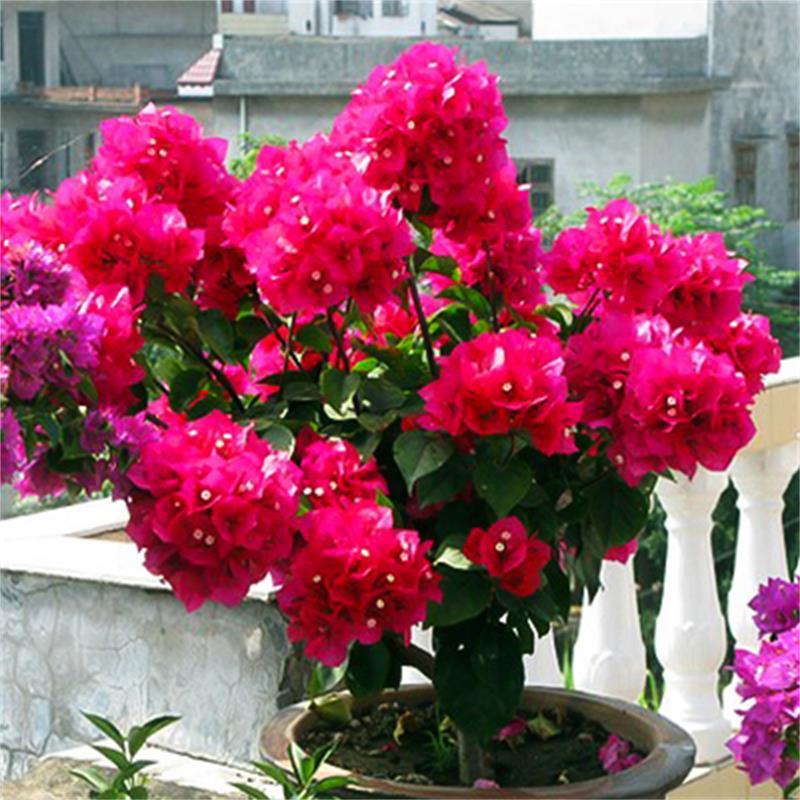 提根造型三角梅盆景悬崖式银边浅紫老桩树苗盆栽原盆原土带花阳台