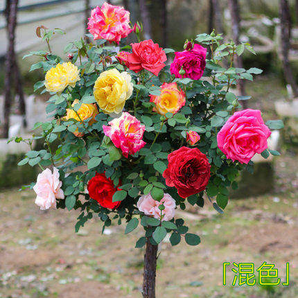 。无刺蔷薇 直杆独杆月季嫁接砧木多头老桩高杆树桩山木香根系发