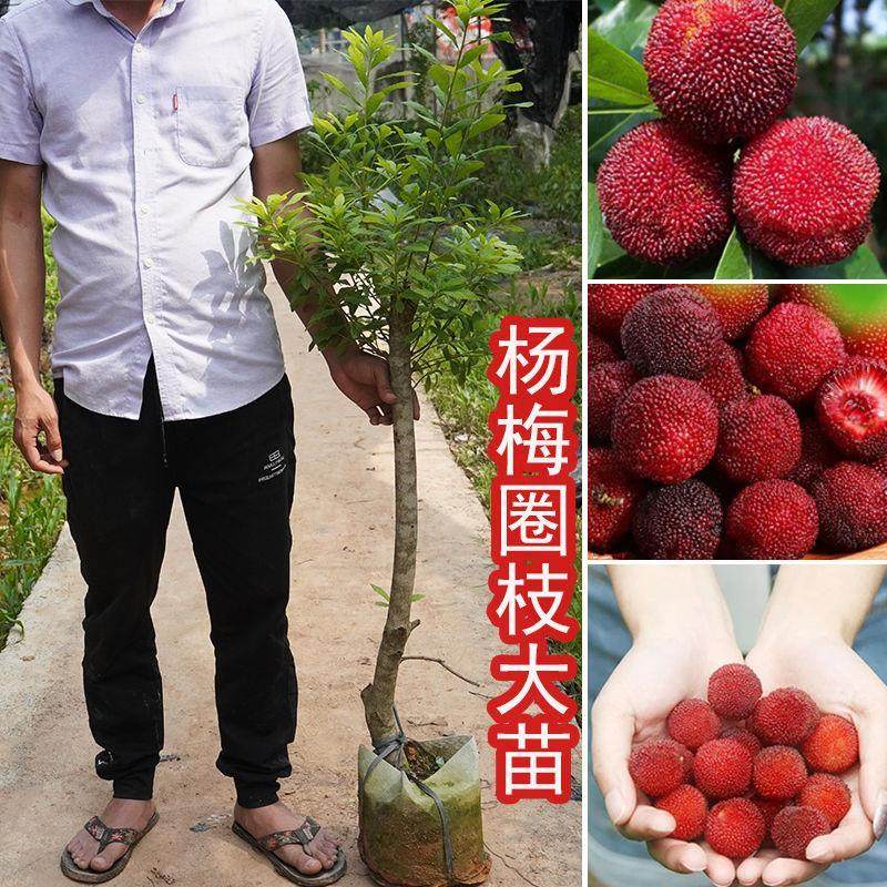 正宗东魁杨梅树苗嫁接特大早熟黑炭杨梅大苗圈枝苗带土带叶