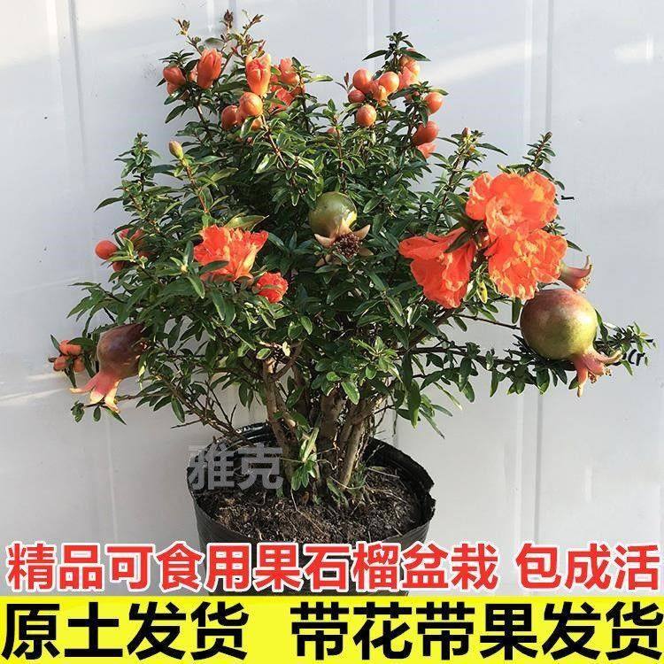 石榴树苗 带花带果 石榴花盆栽果树苗南北方四季种植当年结果