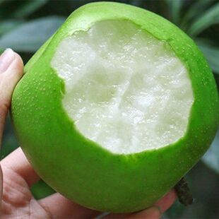 青皮/翠玉梨树苖 梨树树苖盆栽 南北方种植果树苖 当年结果