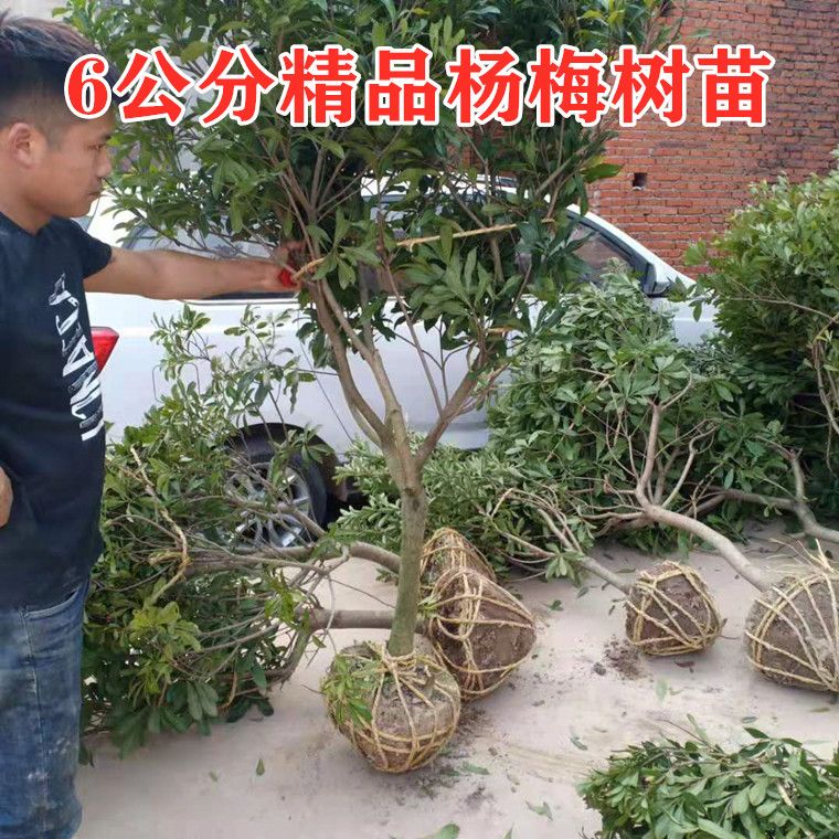 浙江仙居杨梅树树苗嫁接东魁杨梅南方种植地栽当年结果特大带土球