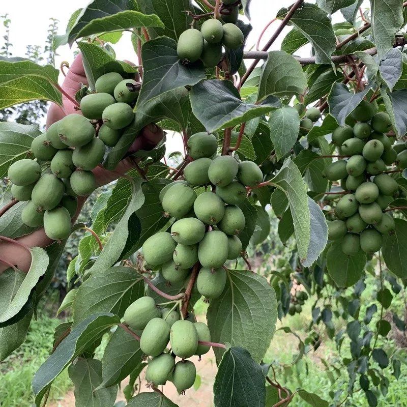 自花授粉软枣猕猴桃苗带土盆栽南方北方种植地载当年结果果树苗
