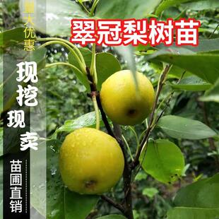 翠冠梨树苗 南汇翠冠梨苗 嫁接蜜梨苗 翠冠梨82梨树苗当年结果树