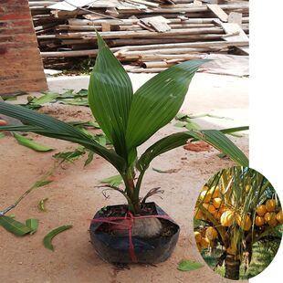 泰国矮化椰子树苗 泰国黄金椰子绿椰子果苗南北方种植