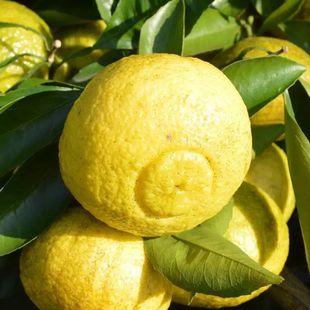 黄金贡柚苗 春香桔柚苗 嫁接苗象山青新品种 桔和柚的杂交柑橘苗