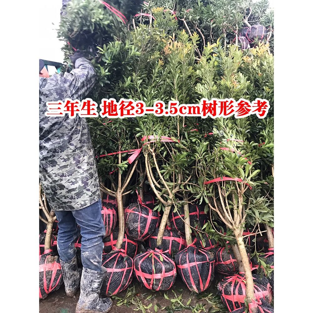 带果浙江仙居东魁杨梅树特大树苗带土盆栽水果树果苗南方当年结果