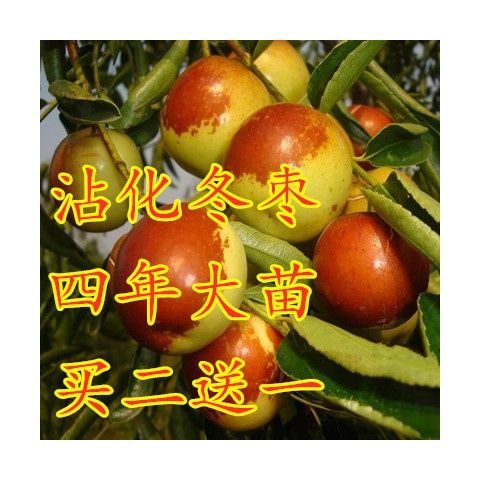 大甜枣树苗蜂蜜罐枣苗冬枣树苗当年结果冬枣苗嫁接枣树苗果树果苗