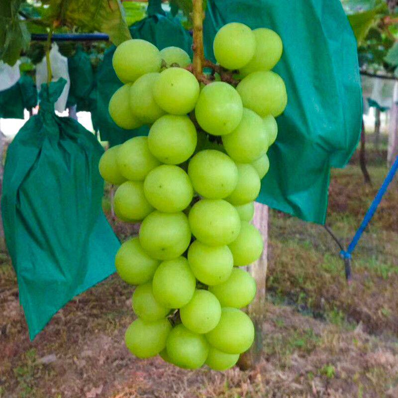 树苗新款推荐巨峰金手指青提夏黑葡萄庭院果苗当年结果年轻新苗
