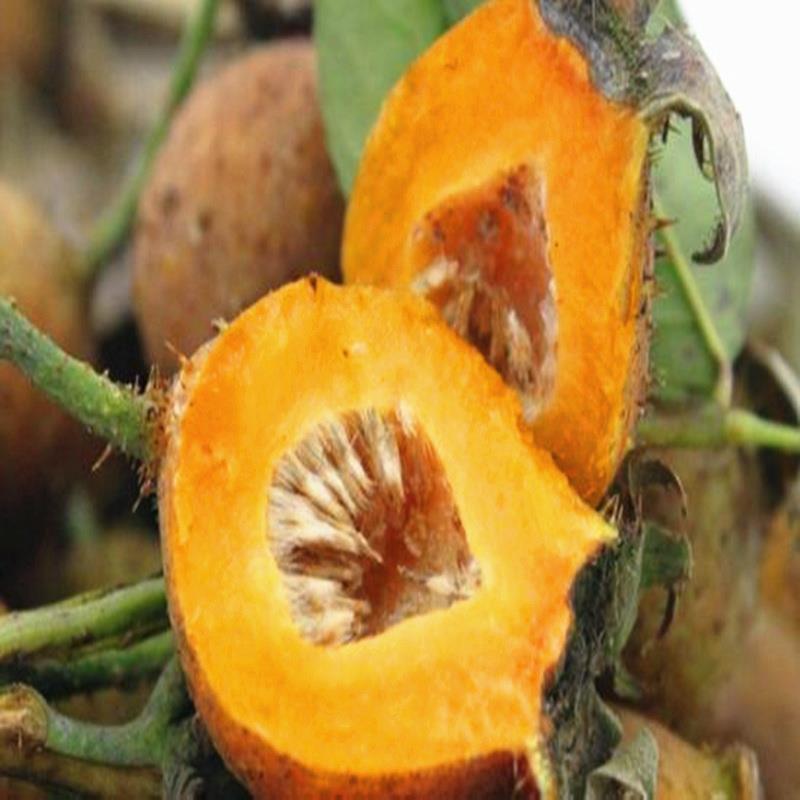 正宗野生 刺梨苗盆栽刺梨树苗刺梨种子黄刺梅苗盆栽果树苗