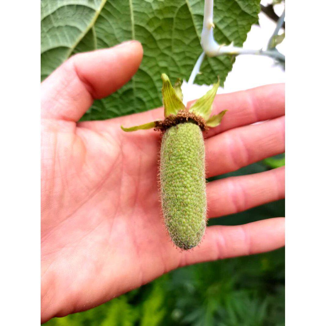 盾叶莓 大树霸王莓 叶覆盆子黄泡牛奶母地白扭 牛妈妈耐寒果树苗