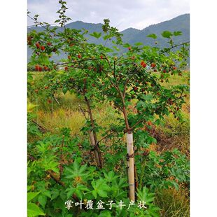 掌叶覆盆子苗 农资试种果树苗 南方种植 盆栽地栽 庭院水果树莓苗