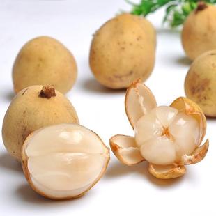 嫁接龙宫果苗泰国龙宫果树苗盆栽地栽果树苗南北方种植当年结果