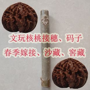 文玩绿色接穗儿蛤蟆头小众嫁接枝条小灯笼八棱狮子头闷尖粗筋码子