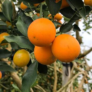 大果滑皮脆皮金桔树苗带果盆栽金桔苗金钱桔苗橘子苗当年结果