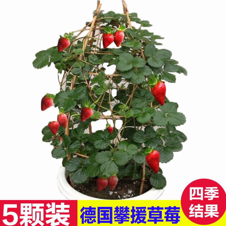 德国 攀援草莓苗四季结果 盆栽绿植爬藤 果树苗Aromastar种子苗