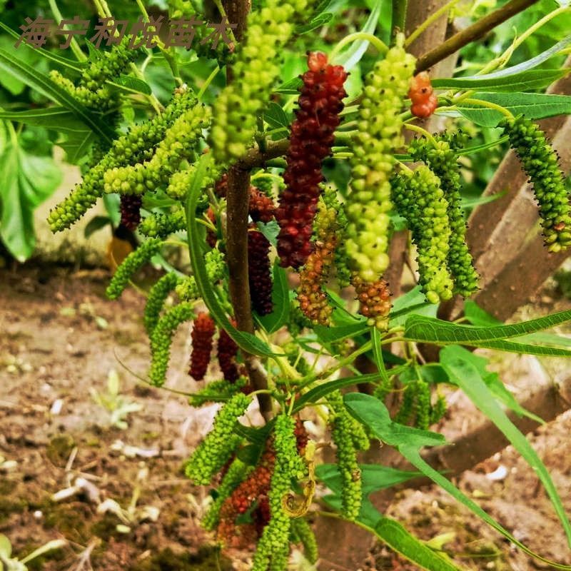 鸡甜桑鸡爪桑 鸡脚叶桑葚树苗兼观赏桑 食用特甜桑椹苗海宁嫁接桑