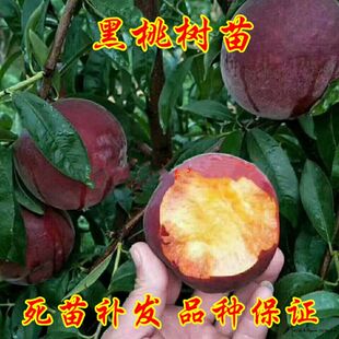 黑桃苗特大良种桃树苗巨型桃树果苗嫁接桃树新品种【中华黑桃王】