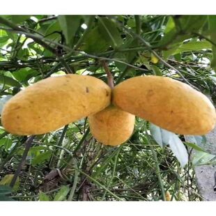 九月黄苗九月瓜5叶木通苗黄9月瓜苗金瓜黄金香蕉果树苗南方