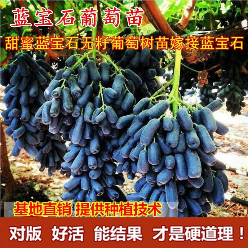 甜蜜蓝宝石无籽葡萄树苗嫁接蓝宝石葡萄苗果树南北方种植当年结果