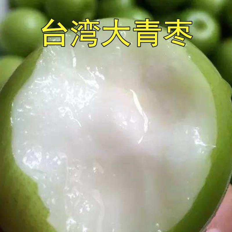 台湾大青枣树苗蜜丝枣牛奶枣庭院盆栽果树果苗嫁接枣子苗当年结果