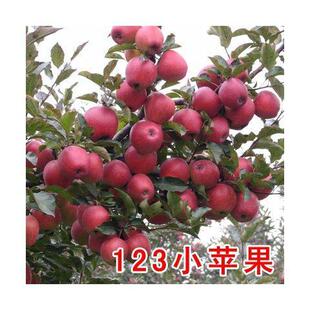 耐寒果树海棠沙果树苗大秋果小苹果冰糖心冬红果鸡心果当年结果苗