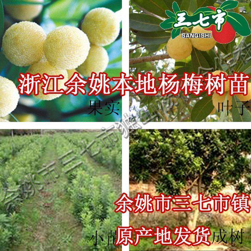 杨梅树树苗余姚慈溪浙江水晶白杨梅苗特大果树果苗嫁接苗盆栽地栽