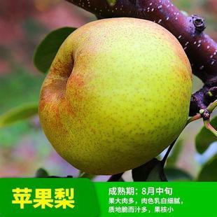 果树苗苹果山楂柿子石榴无花果李子梨树嫁接枝条扦插枝条嫁接砧木