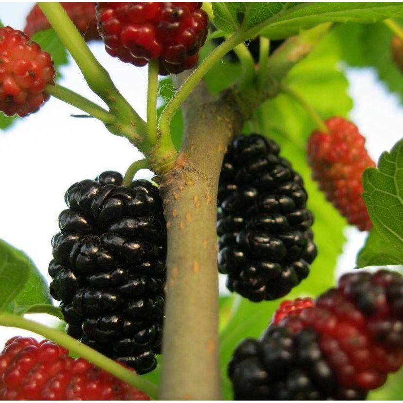 果树苗 桑葚树苗嫁接桑树苗地栽盆栽桑葚苗南方北方种植当年结果